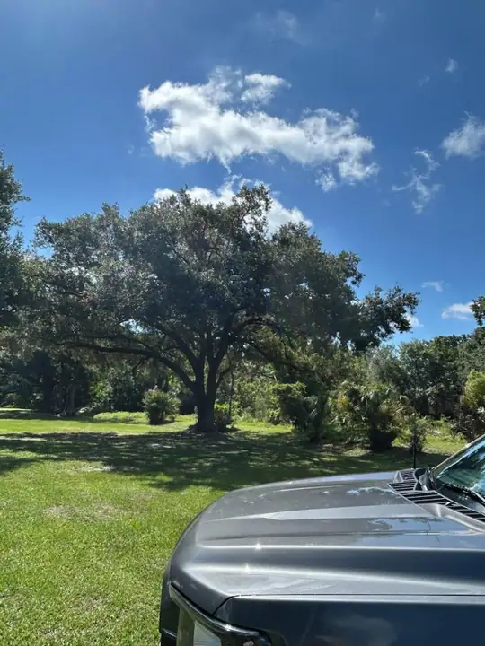 Árbol amplio en propiedad