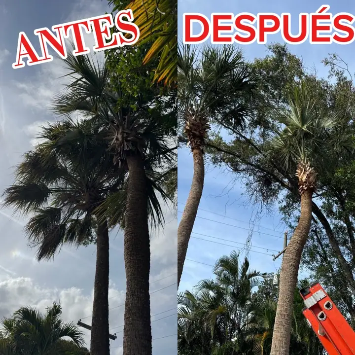 Palmeras en patio