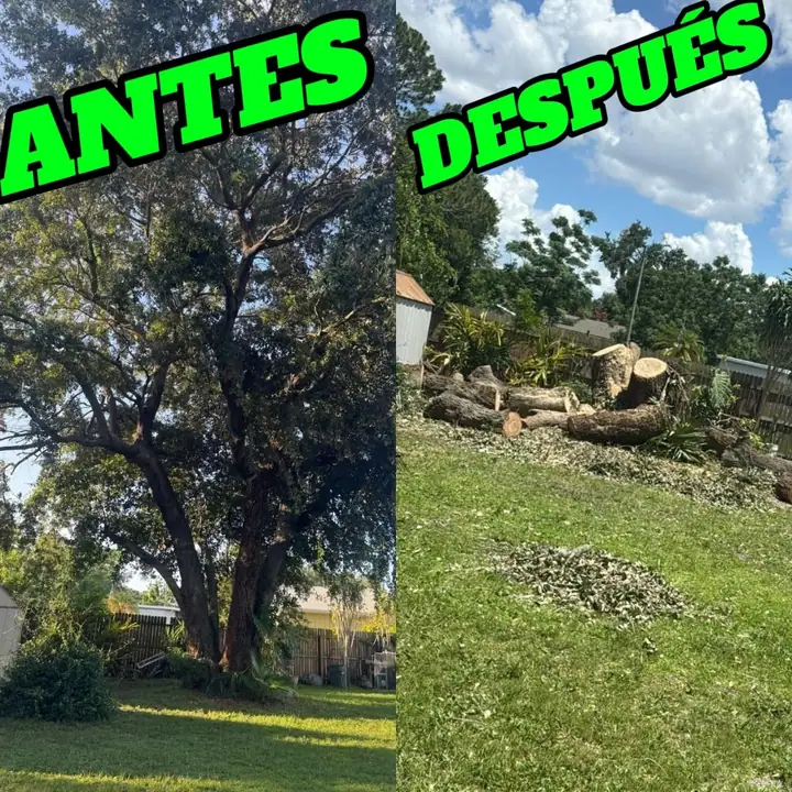 Trabajo antes y después en árbol