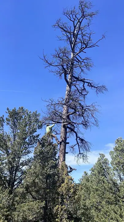 Árbol seco para evaluación