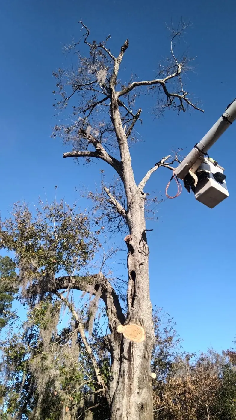 Poda en altura cerca de un árbol