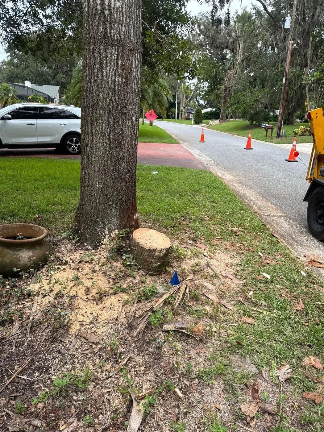 Árbol trabajado cerca de la calle