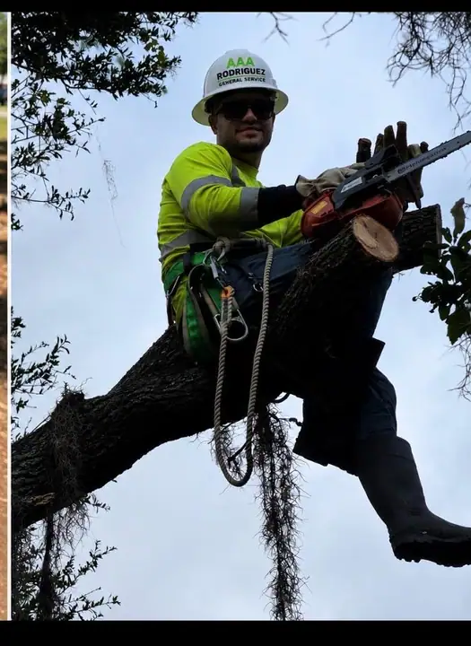 Trabajador usando herramienta en árbol
