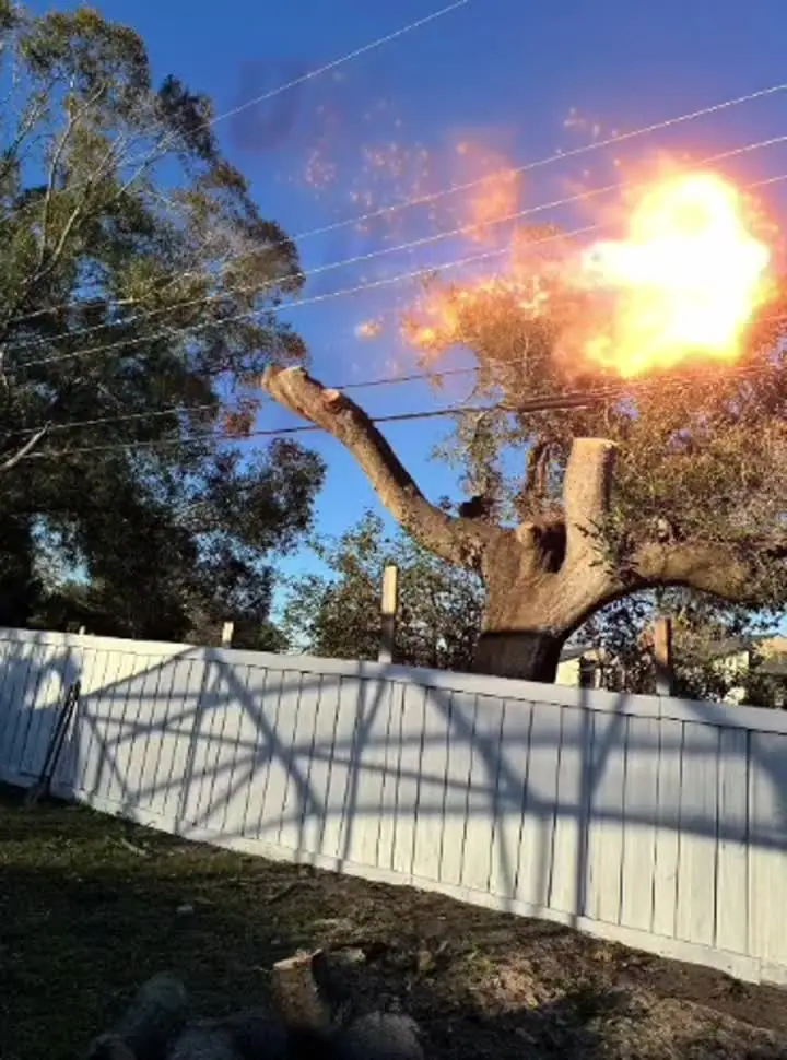 Video de remoción de árbol