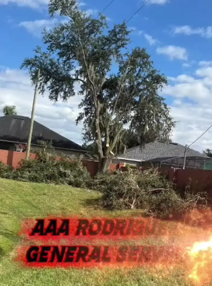 Video de mantenimiento de árbol
